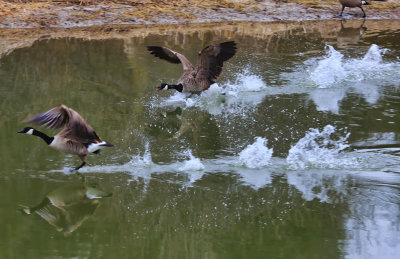 Goose Chase 2 