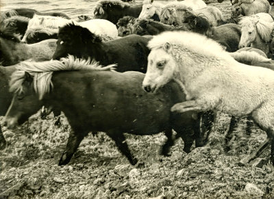 Herding Ponies 