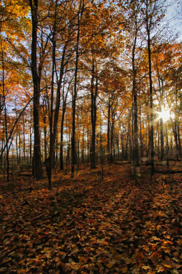 Morning in Victoria Woods 