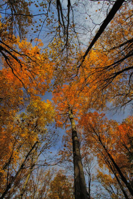 Looking Up 