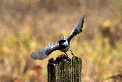 Chickadee 