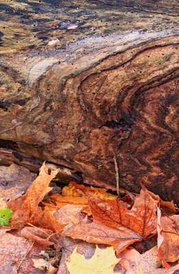 On the Forest Floor