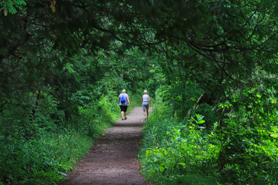 Walk in the Woods 