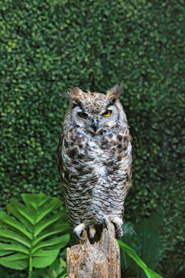 Great Horned Owl 