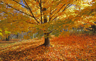 Fall Colours