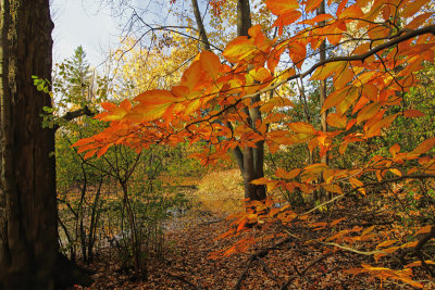 Path to the Pond