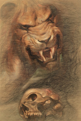 Lion Sketch 