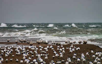 Stormy Morning at Point Pelee 