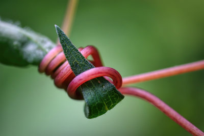 Folded Leaf