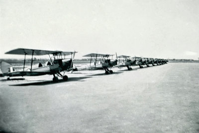 Tiger Moths