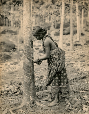 Tapping a Rubber Tree 
