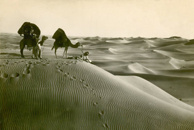 Camels in the Desert 