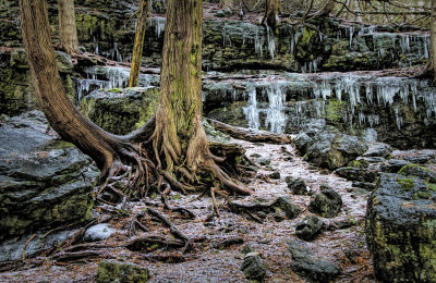 Trees, Rocks and Ice  