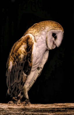 Barn Owl 