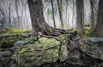 Trees, Rocks and Moss  