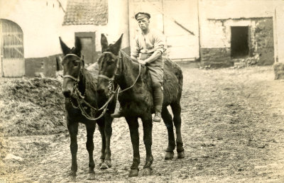 A Soldier and his Mules 