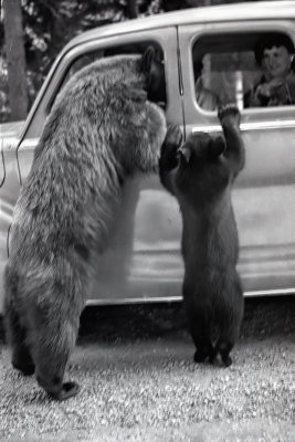 Bears at the Window  