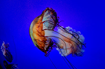 Jellyfish 