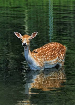 Fallow Deer 