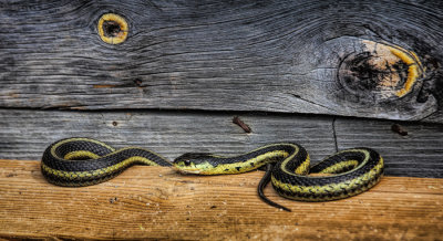 Garter Snake 