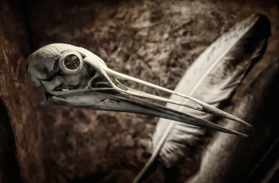 Skull