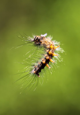 Caterpillar  