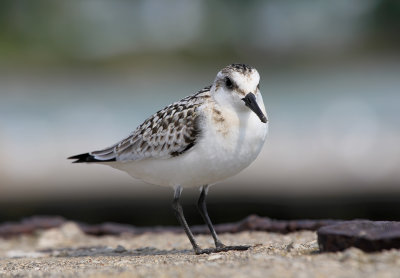 Sandpiper