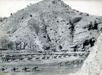 Camel Trains 