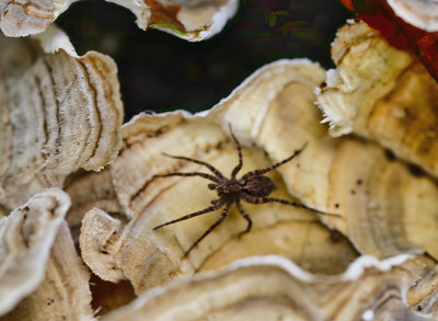 Spider in the Turkey Tails  