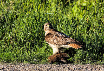 Red-tailed Hawk with a Groundhog 