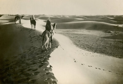 Camels in the Desert 2  