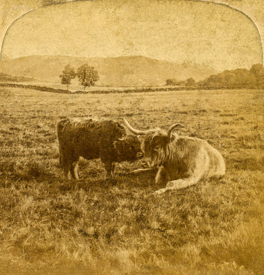 Highland Cow and Calf  