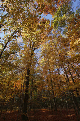 Victoria Woods