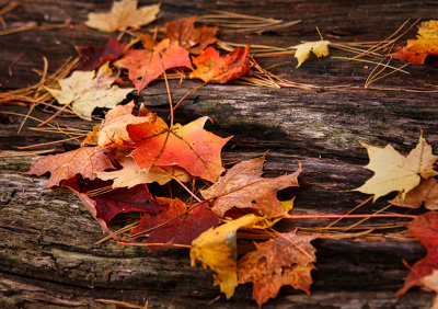 Fallen Leaves