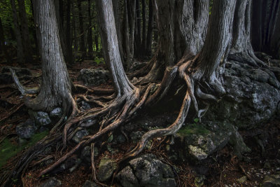 Rocks and Roots