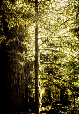 Rain Forest