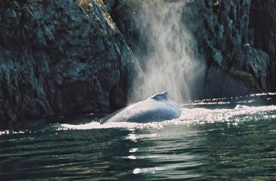 Grey Whale  