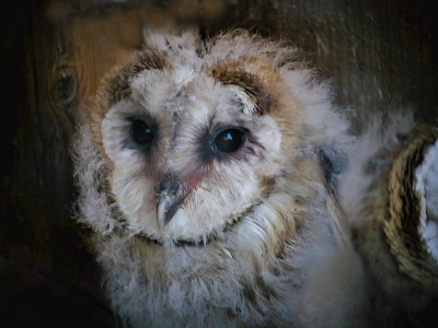 Baby Barn Owl 