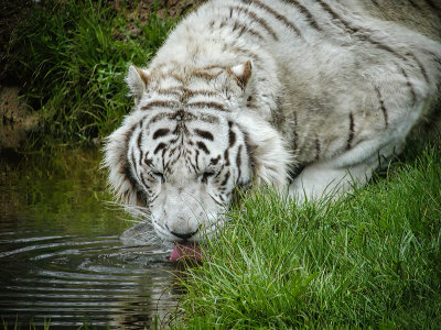 White Tiger Drinking  