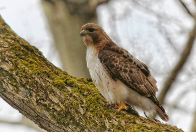 Red-tailed Hawk 2 