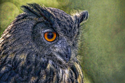 Owl Paint  