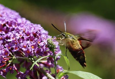Hummingbird Moth  