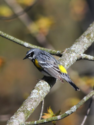 Yellow-rumped Warbler  