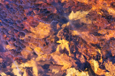 Leaves Under the Ice  