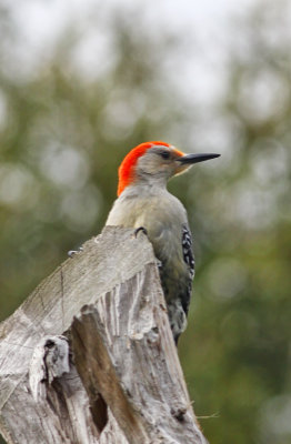 Red-bellied Woodpecker 