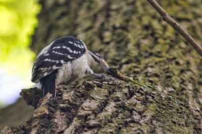 Hairy Woodpecker  
