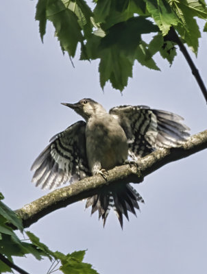 Juvenile Red-bellied Woodpecker 