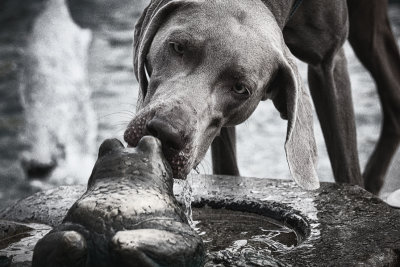 Thirsty Dog  