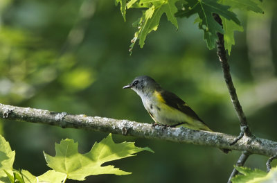 Immature Male American Redstart