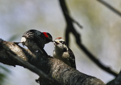 Downy Woodpecker Feeding  